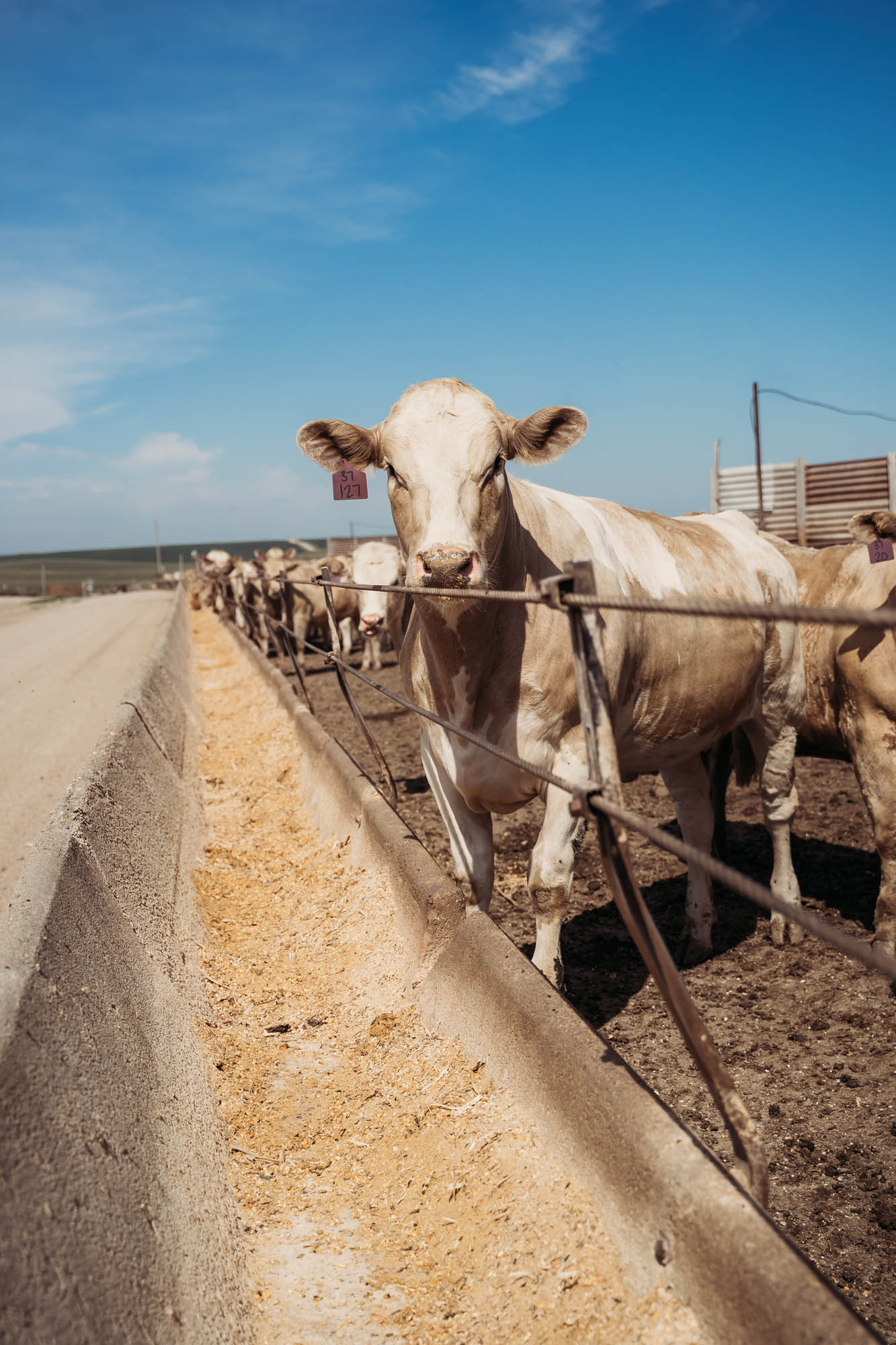 Cow near trough