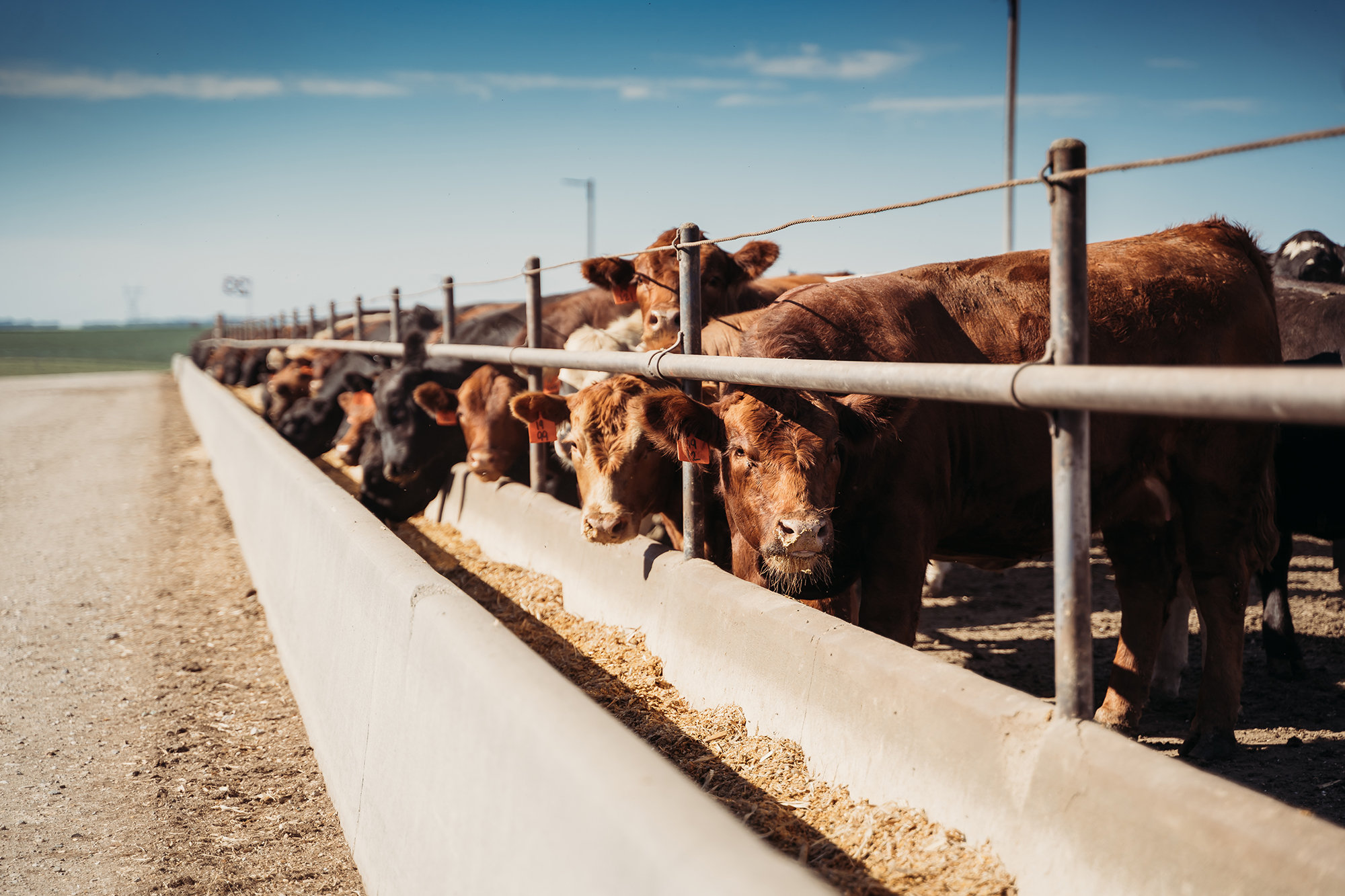 Cattle feeding