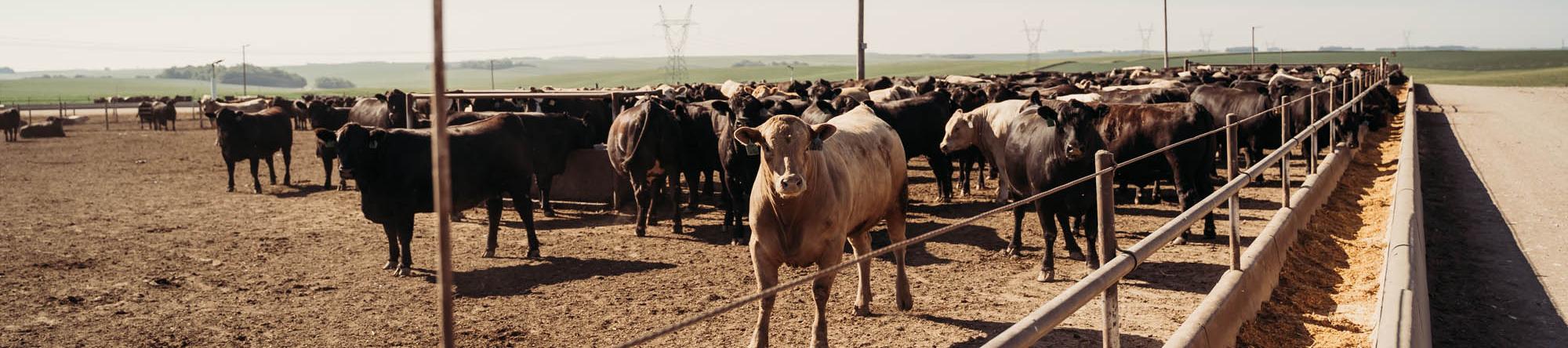 cattle