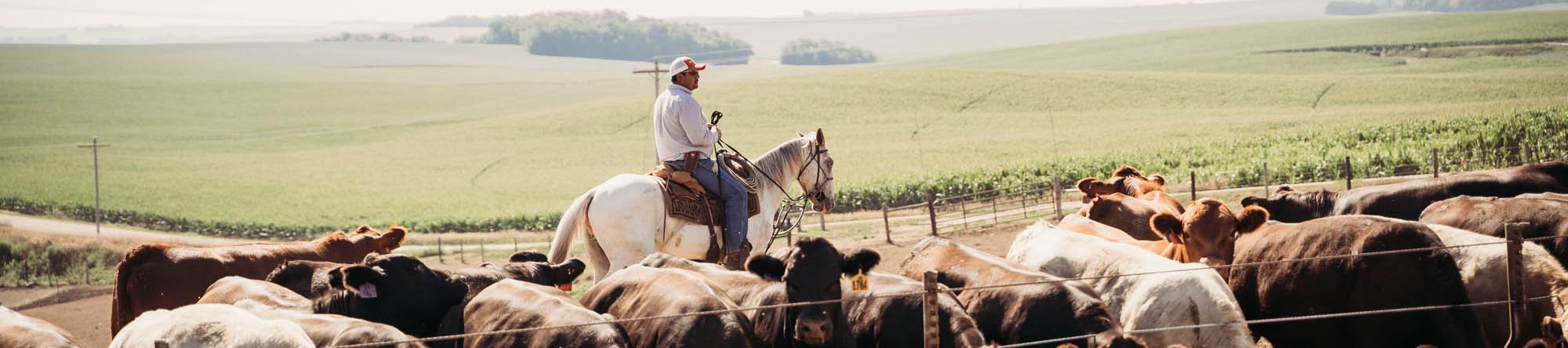 Cowboy checking cattle