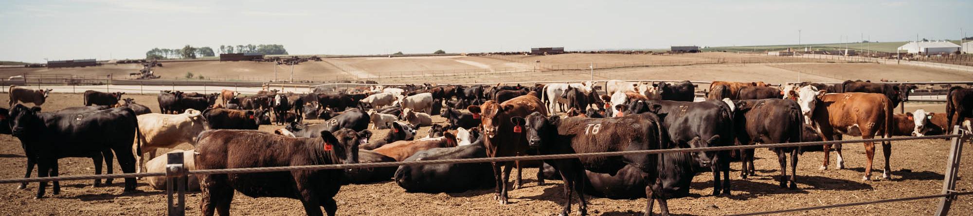 cattle