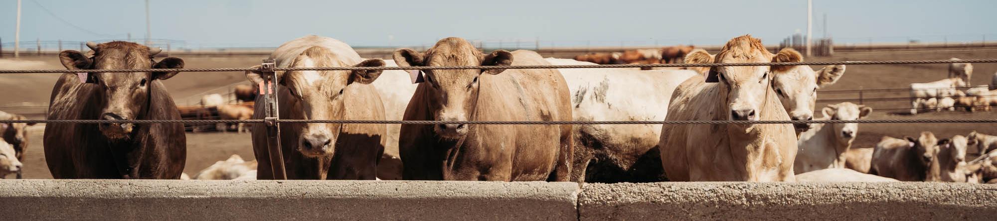 Cattle 