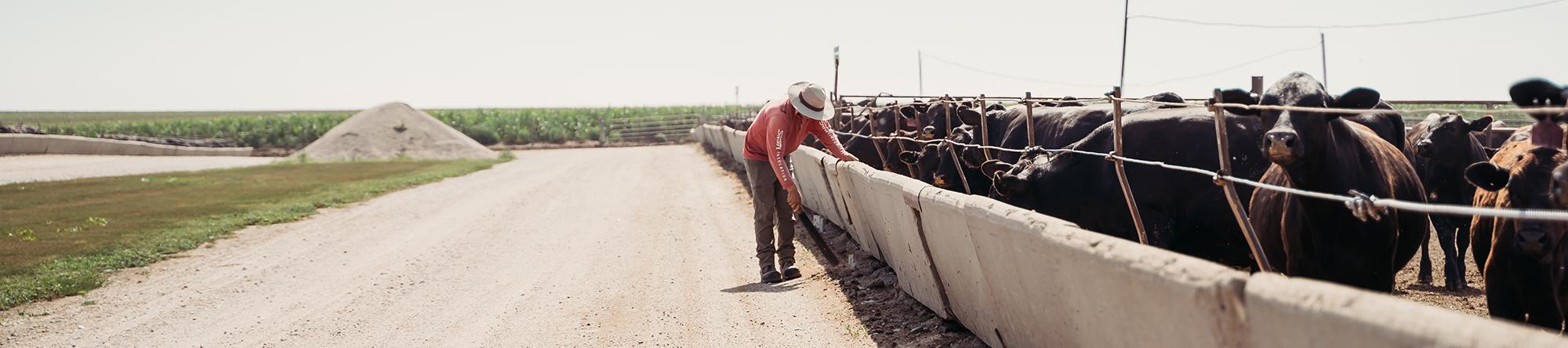 Cowboy working