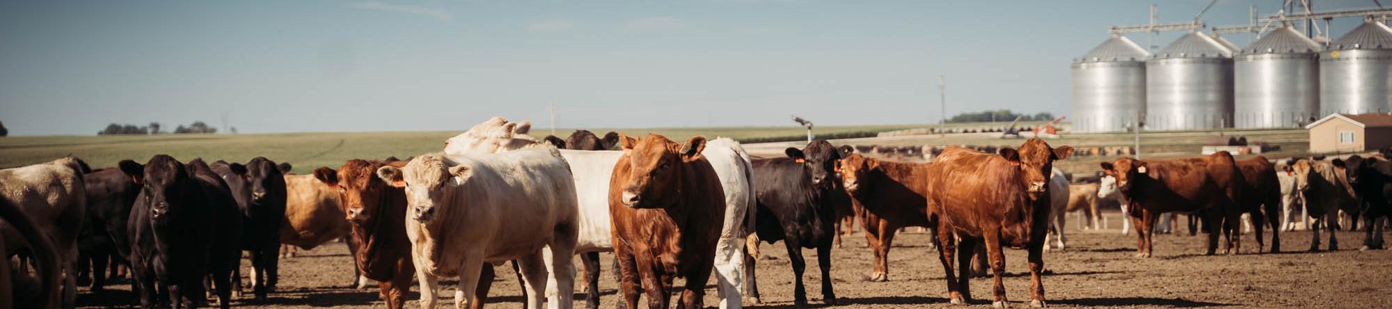 Cattle on the lot