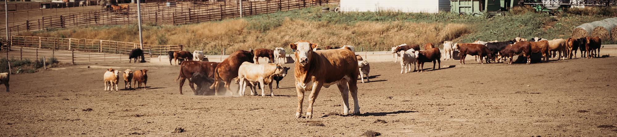 Cattle on the lot