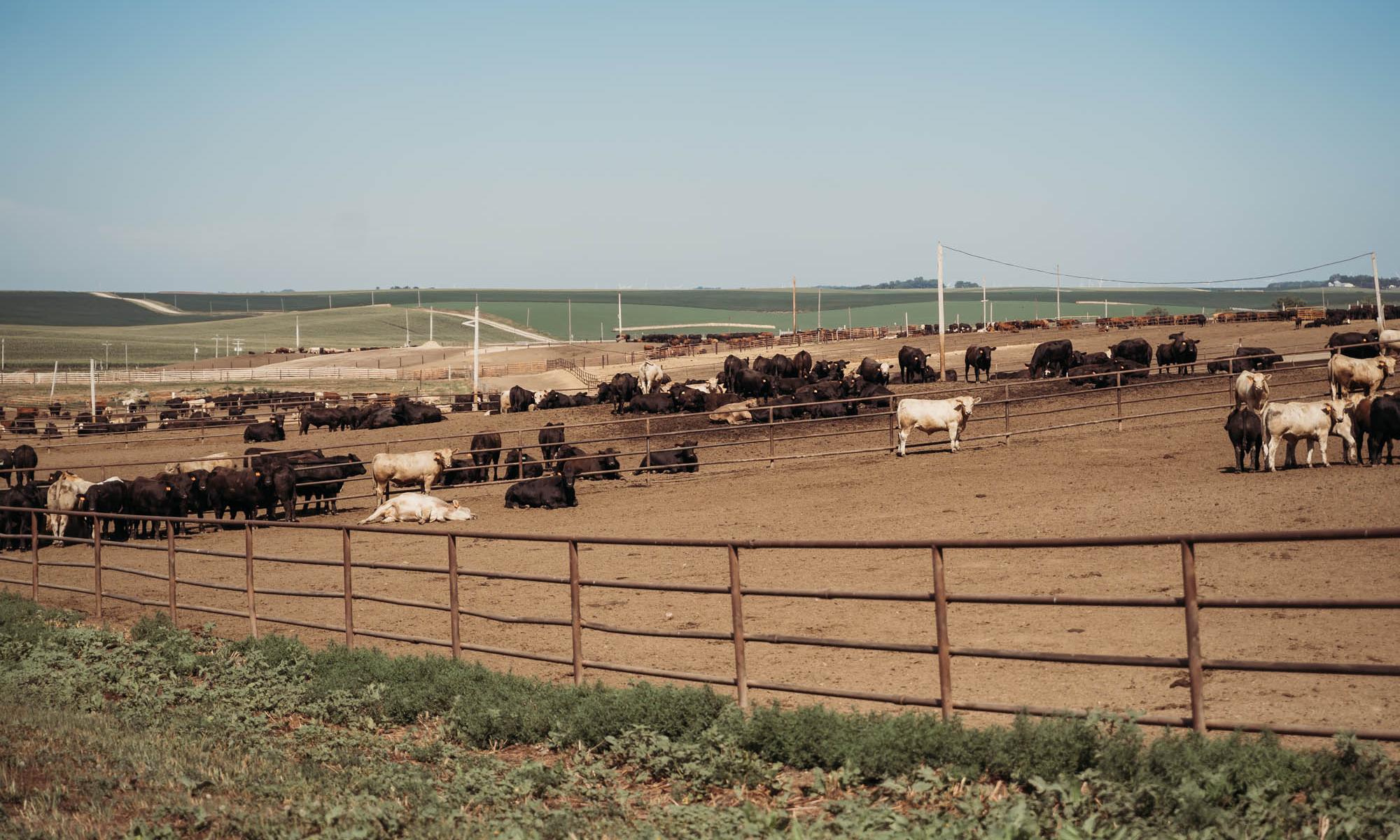 Feedlot. p hoto