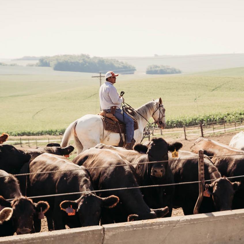 Cowboy on horse