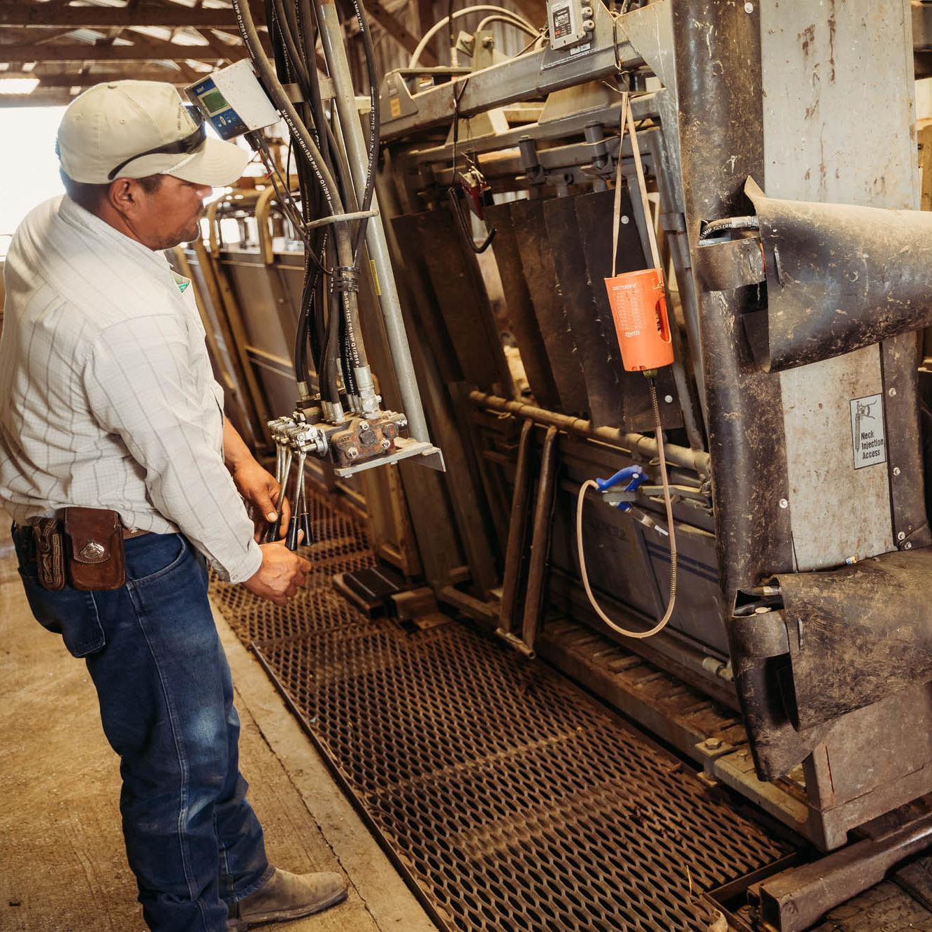 Working Cattle
