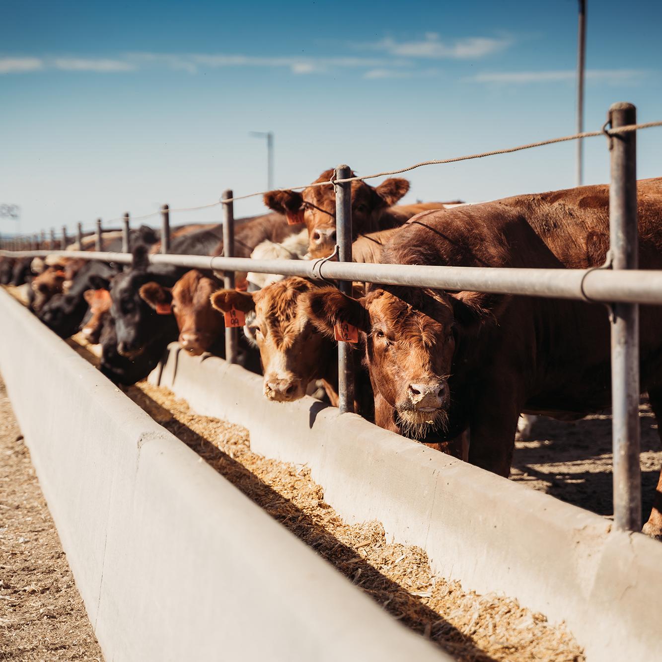 Cattle feeding