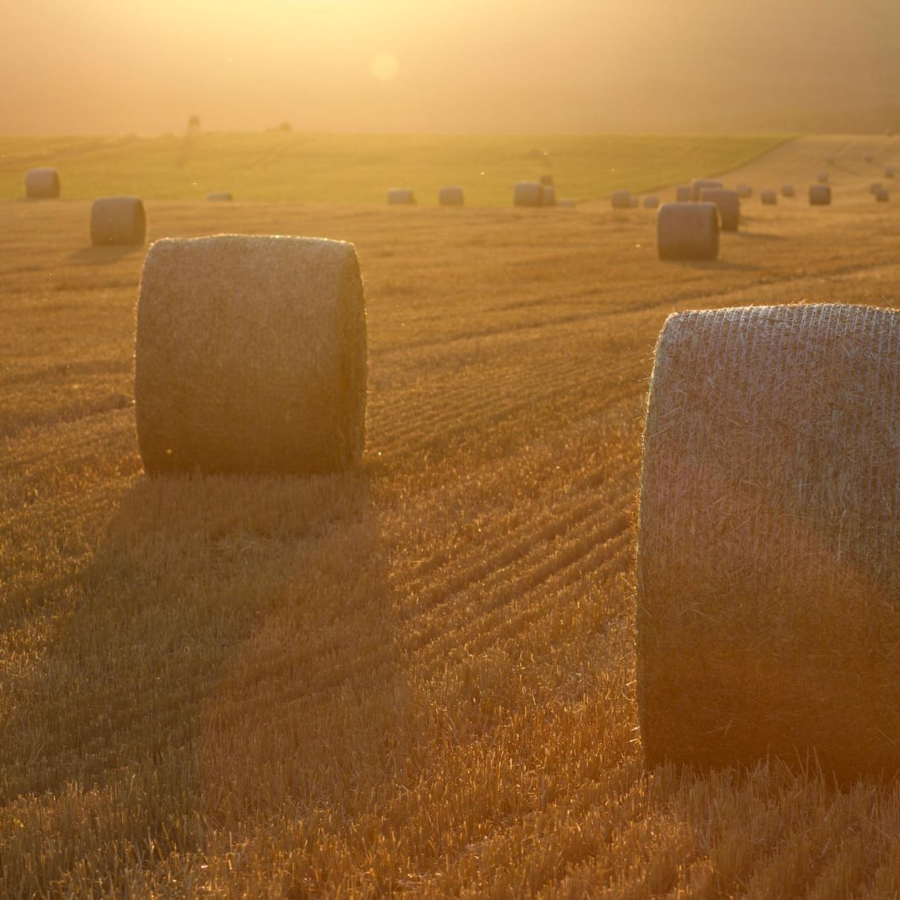 Hay Bales