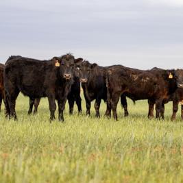 Cattle Herd