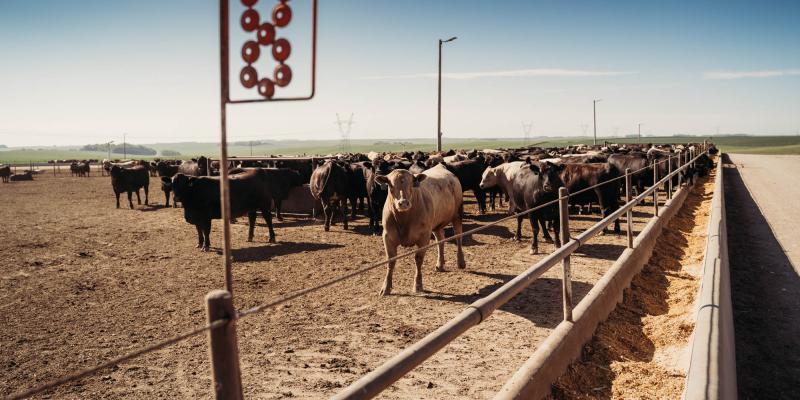 cattle