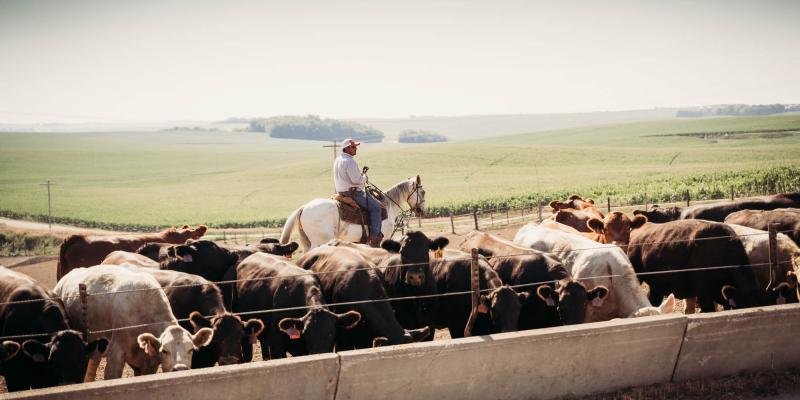 Cowboy checking cattle