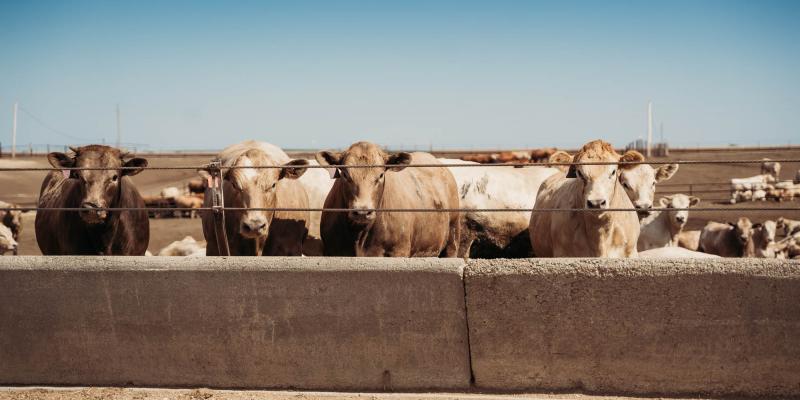 Cattle 
